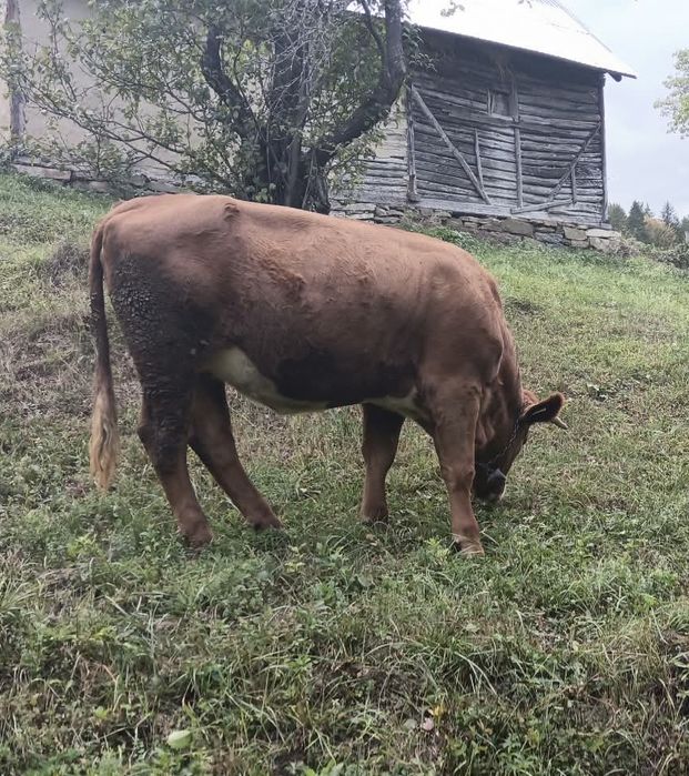 Vaca de vanzare gestanta