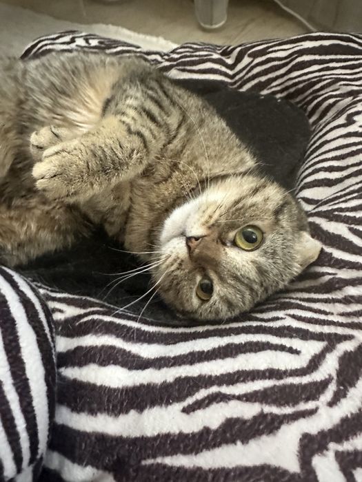 Найдена кошечка шотландская вислоухая