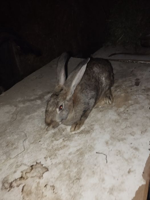 Quyon sotiladi bõgoz