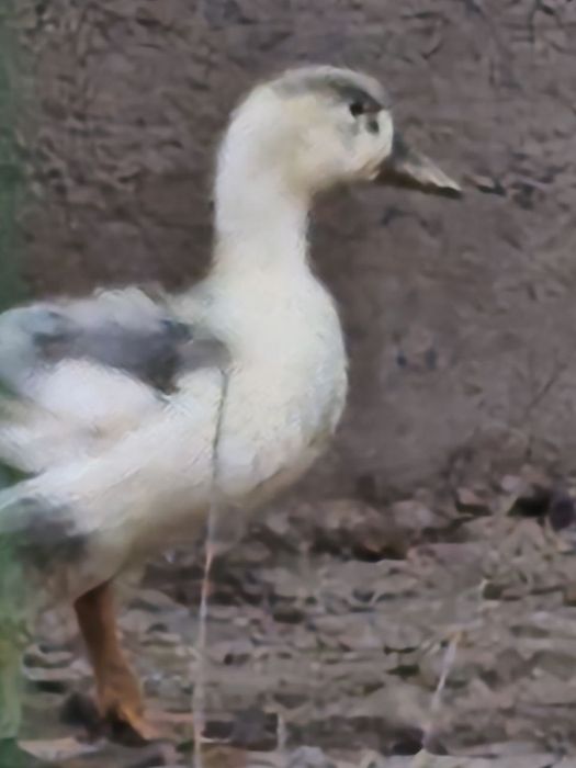 Zotli broyler ordak jojalari Adler va Goluboy favorit