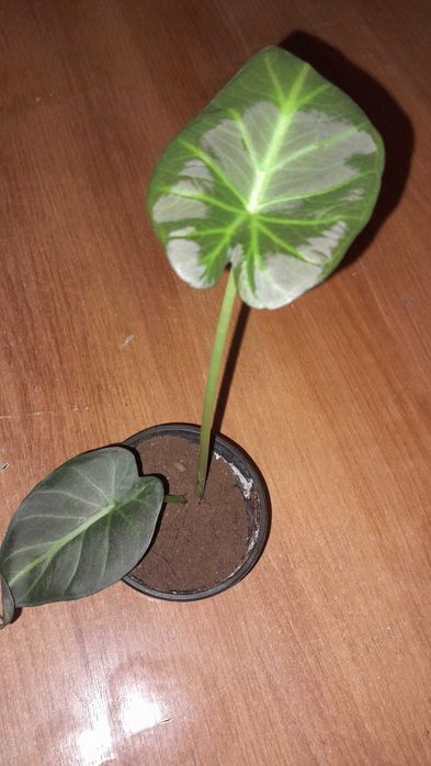 АЛОКАЗИЯ, обмен на другие комнатные цветы