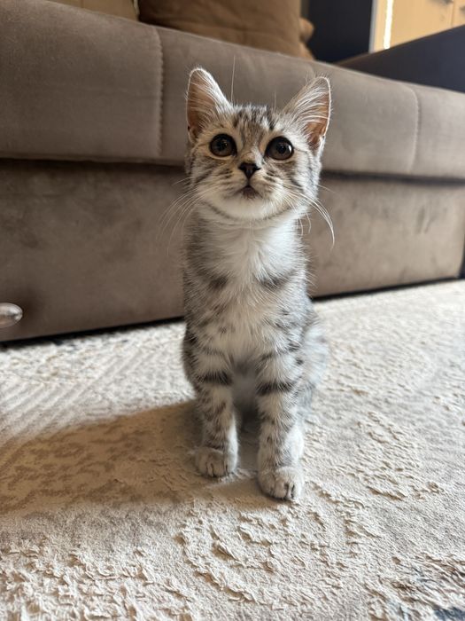 Котенок 2-3 месяца