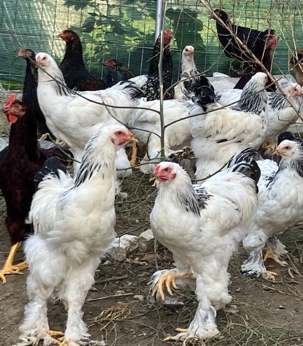 Oua incubator rase mare deosebite