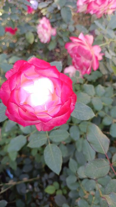 Нарцысс , клематис, розы,гибискус, ирис, ромашка,