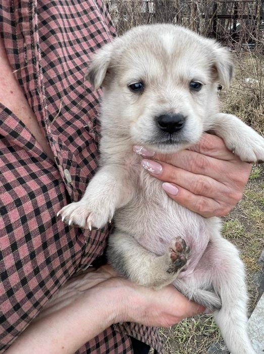 Отлам щенка  в добрые руки