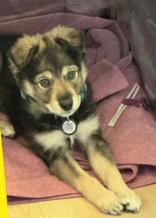 Щенок Собака Бесплатно