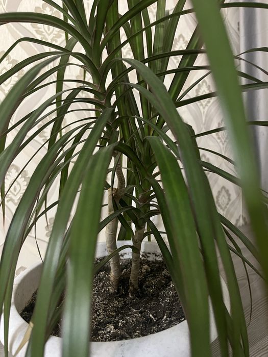 Продаю красивую драцену.