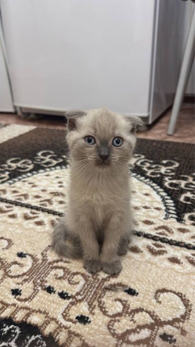 Продам котеночка!