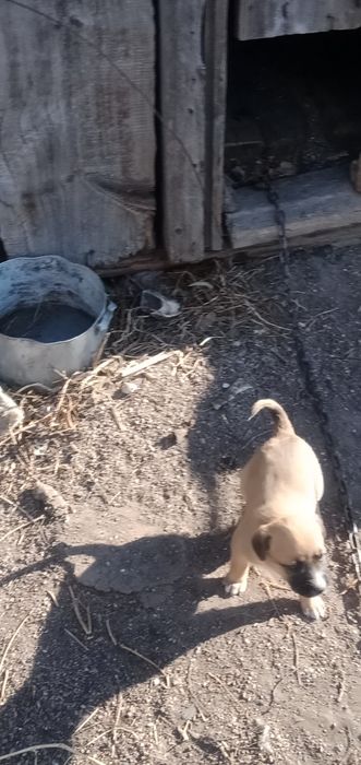 Отдам щенков, ищут дом