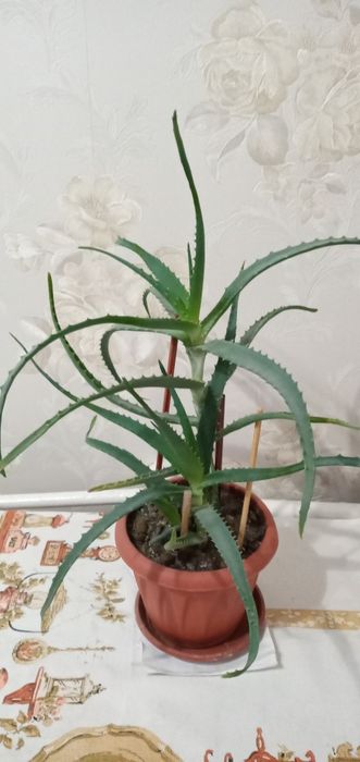 Алоэ лечебное. 3-х летние.