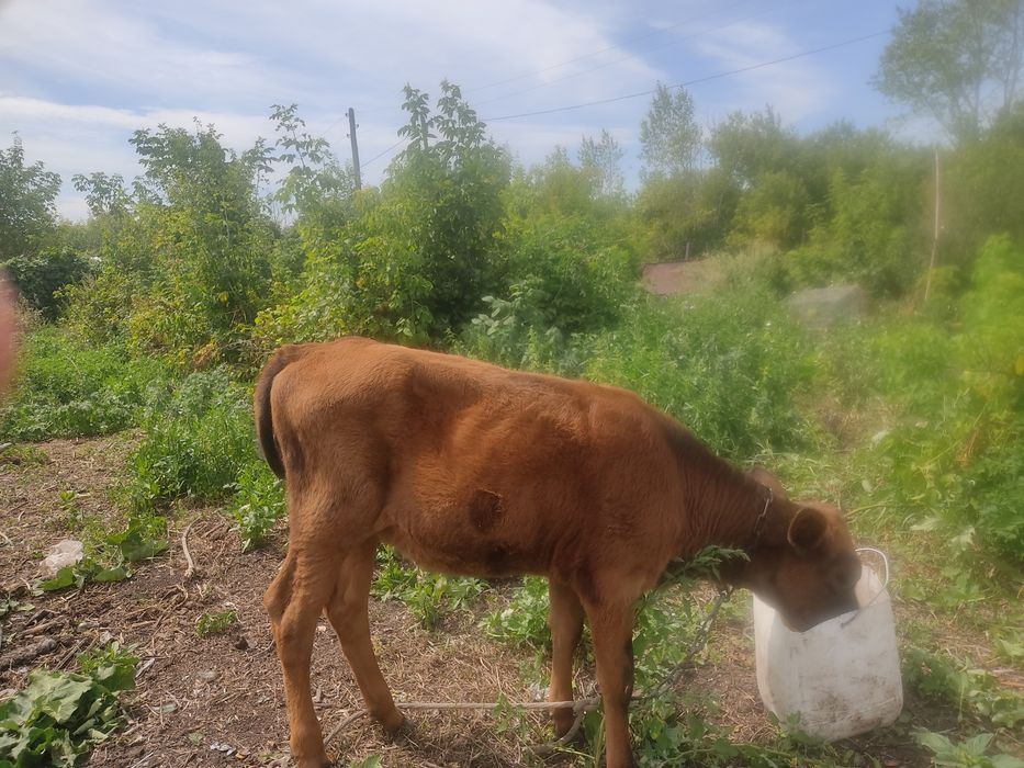 Продам тёлочку 4 месяца