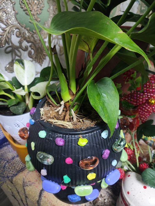 Цветы декаративные