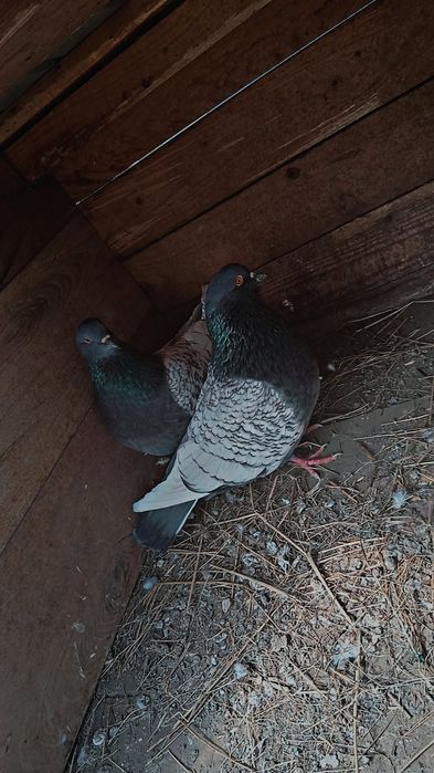 Vând porumbei Lux Polonez