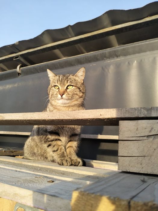 В добрые руки кошечка!