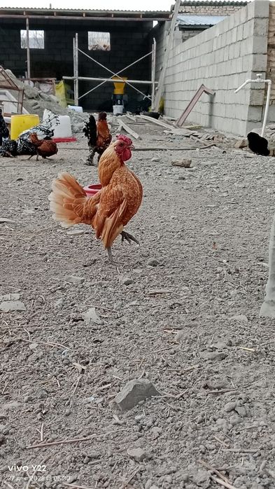 Сибрайт шамуалар сотилади