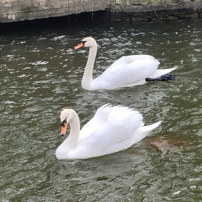 Продаються лебеди пара