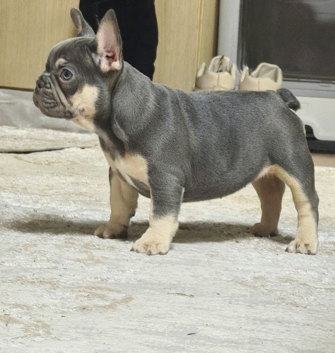 Шикарная девочка