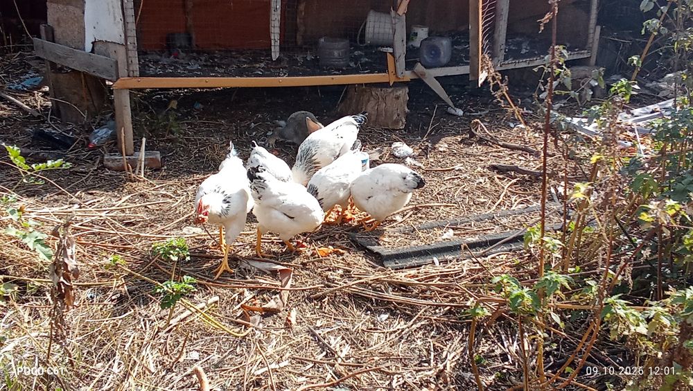 Продам кур и питухов