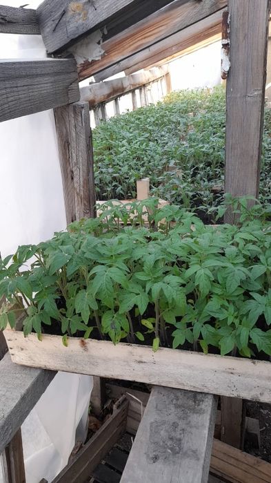 Продаётся рассада  российских и голландских сортов