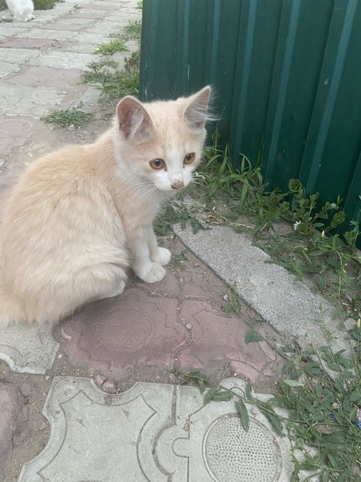 Отдам котят 4месяца