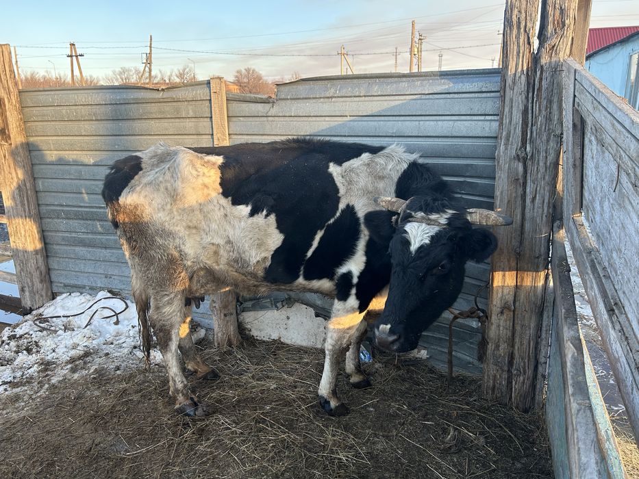 Бұзаулы сиыр сатылады