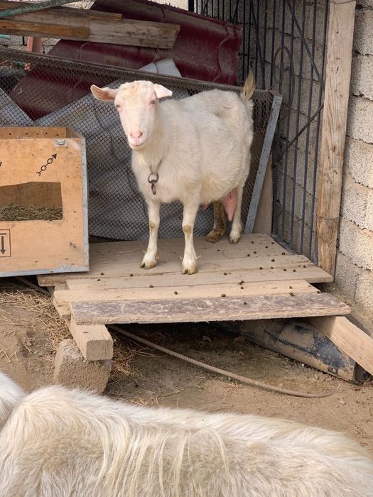 Ешкі сатылады. Зааненский, сүті мол.