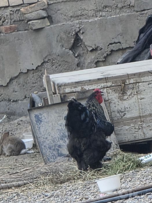 Хуроз брама сотилади