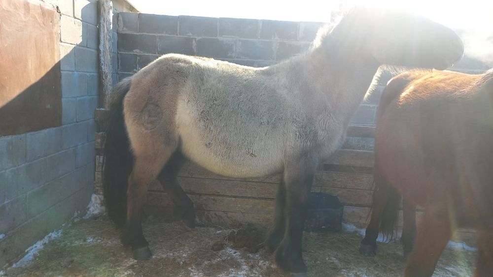 Буаз бие сатамын