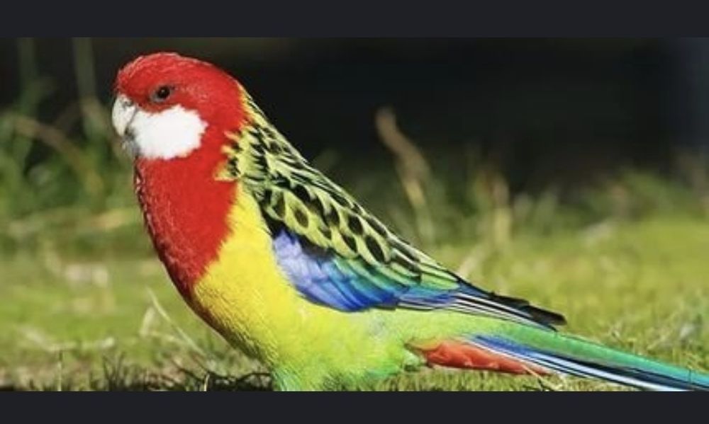 Поступление крупных попугаев розелла