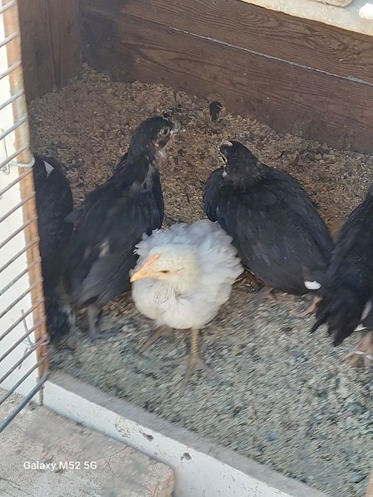Qora tovuq jojalari 27 dona 1 oylik 26 ta qora 1 ta oq kasali yo'q