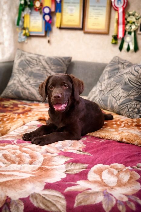 Щенок лабрадора ретривера