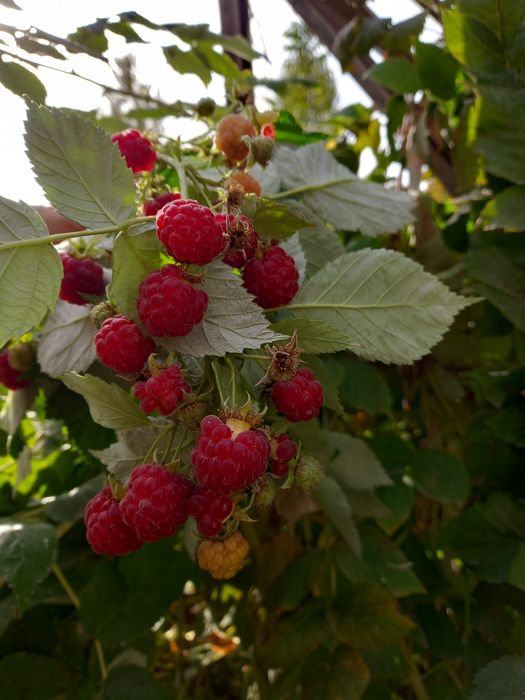 Малина малина malina