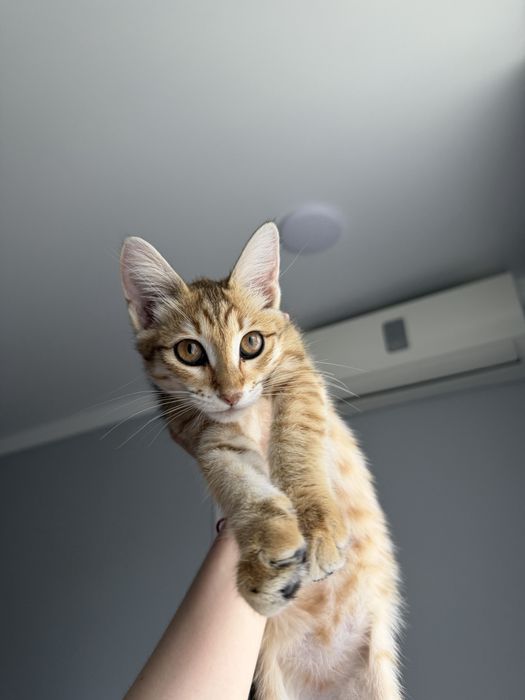 Котенок в добрые руки, СРОЧНО