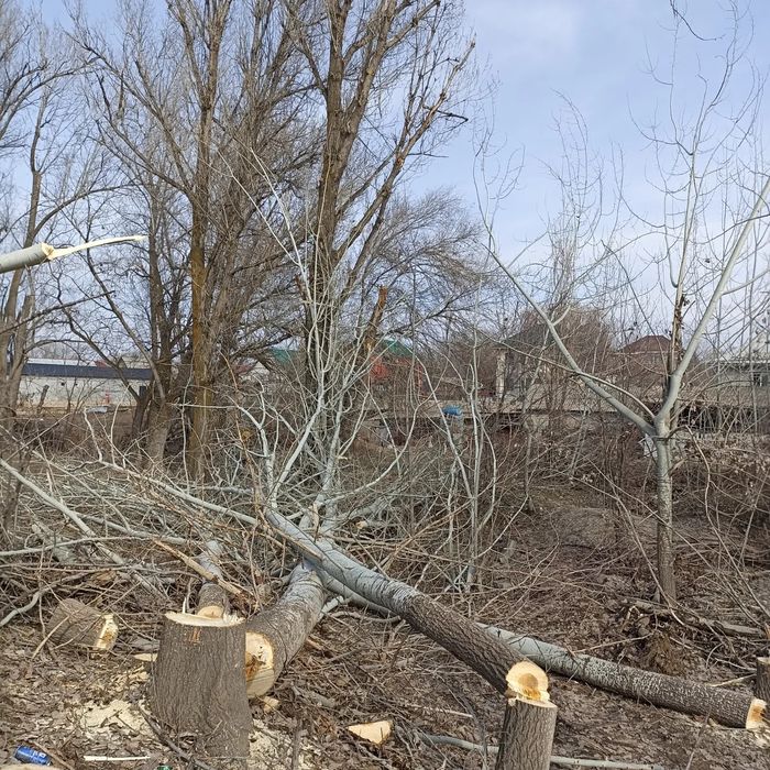 Расчистка участка , валка, спил