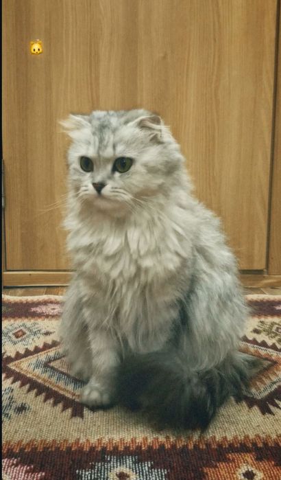 Продам котенка, девочка