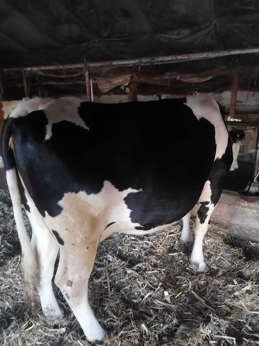 Vând 2 vaci de lapte și 2 vitei ințărcați