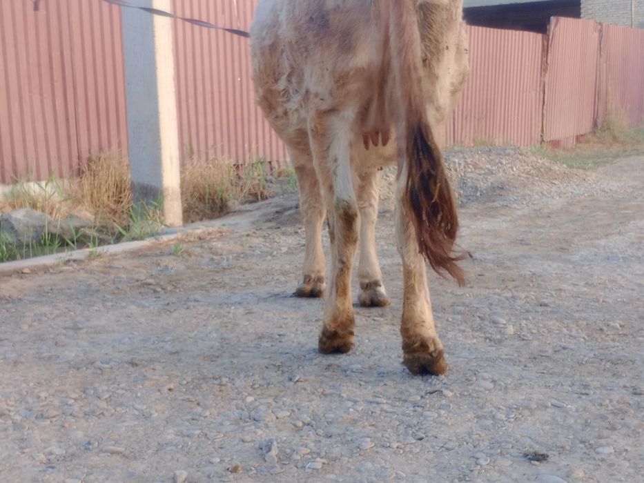 Sigir boqilgan  go‘shtga tayyor