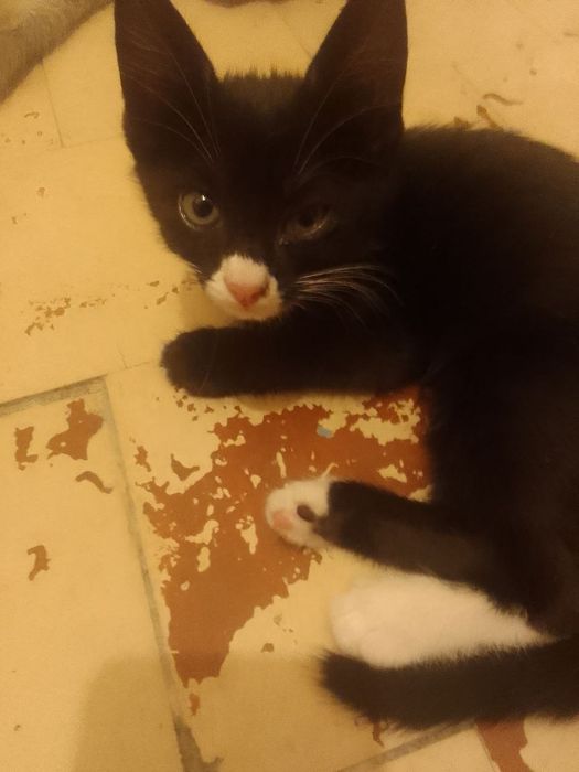 Отдам даром котят 2 месяцев