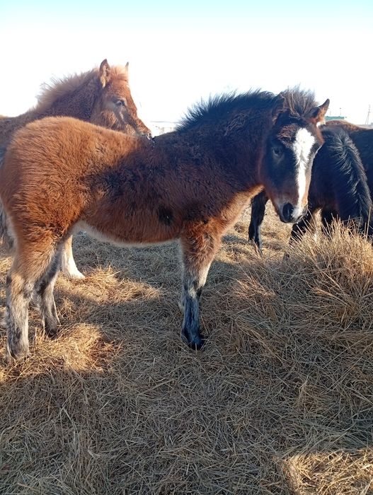 Тяжеловы жабагылар