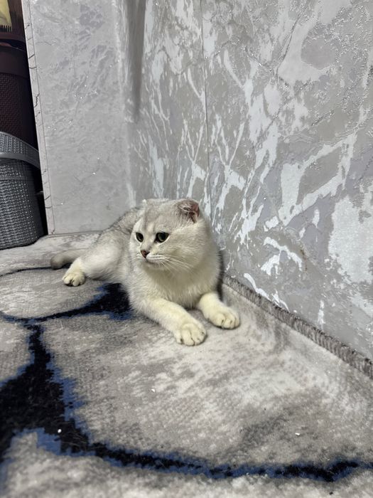 Scottish fold chinchilla Mushik srochni  sotiladi