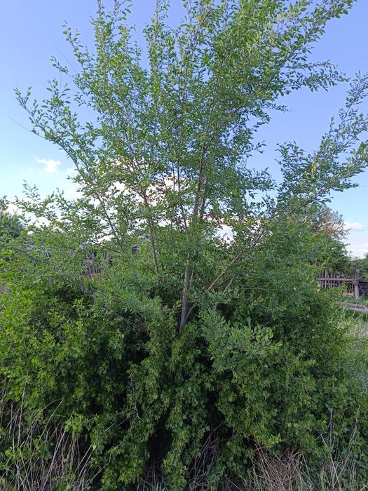 Деревья Бесплатно.