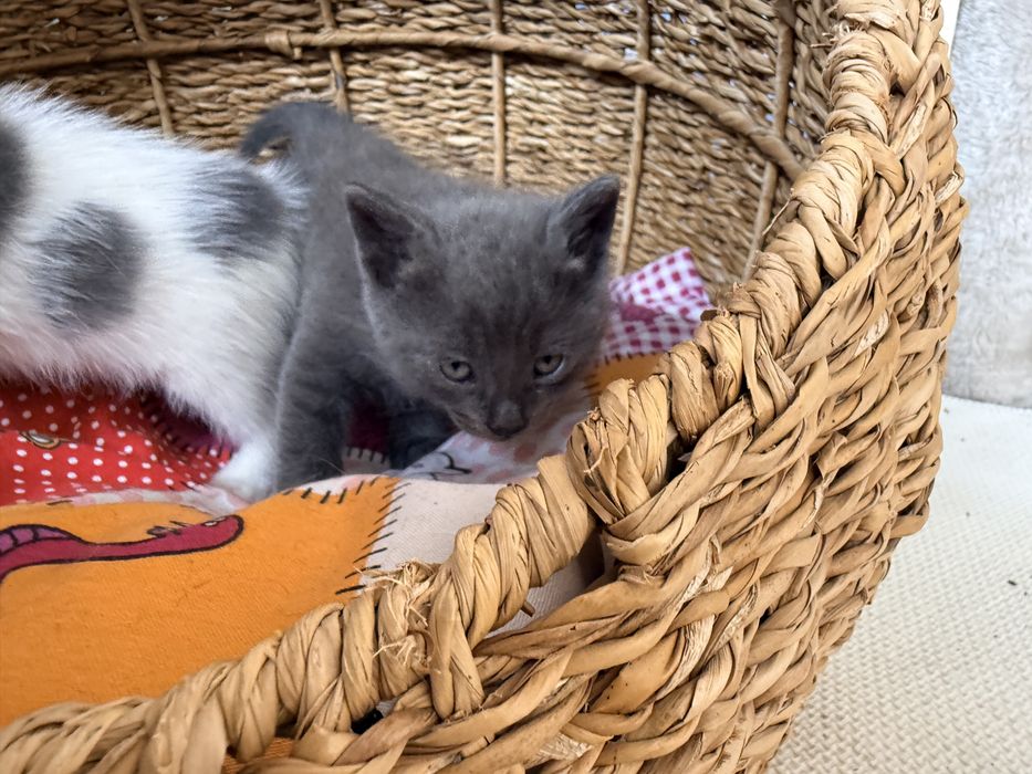 Британска котка
