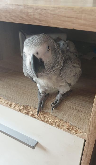 Търси се жако ! Голямо възнаграждение ! 5000 лв !