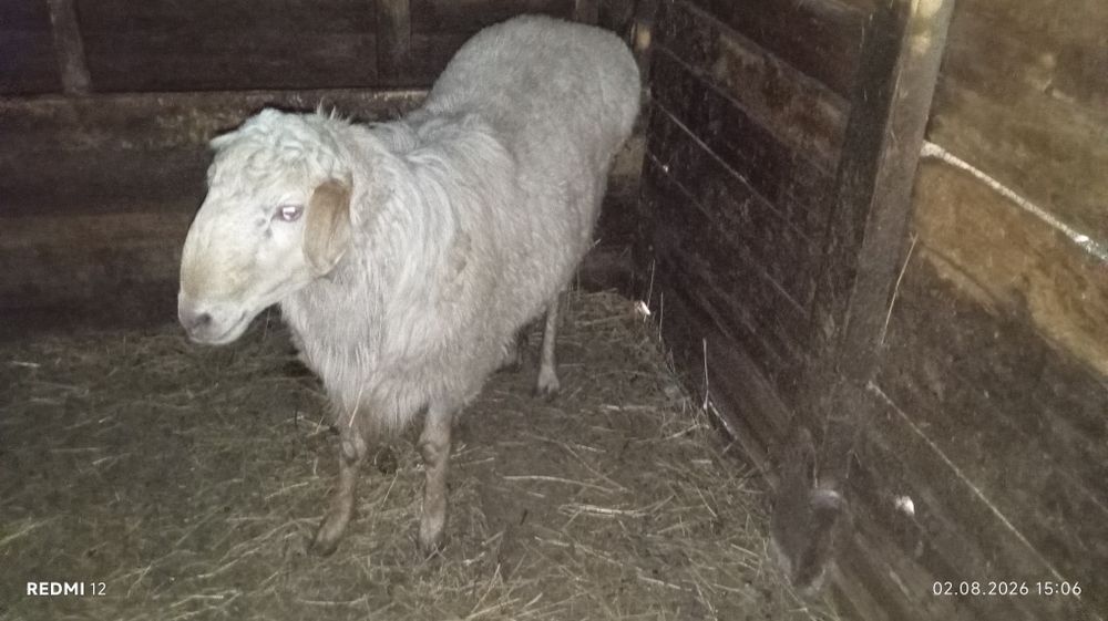 Продам кошкара годовалого