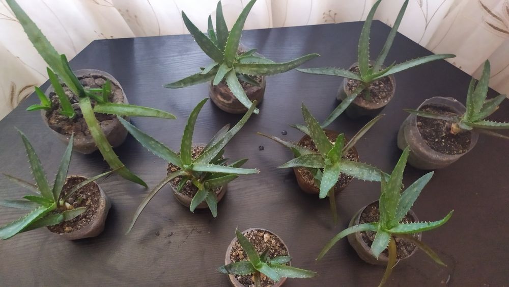 Отростки алоэ вера