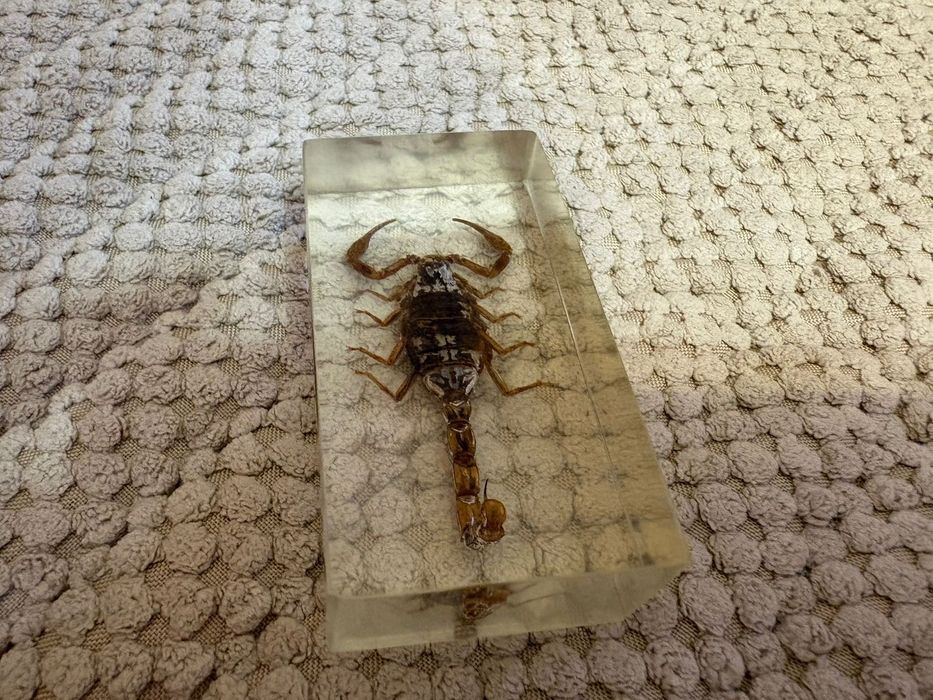 Продам набор насекомых в смоле.