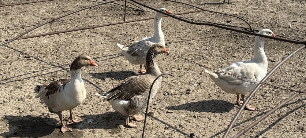 Gaste tinere de vanzare