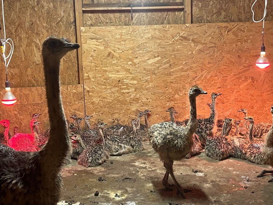 Pui de Struț negru african