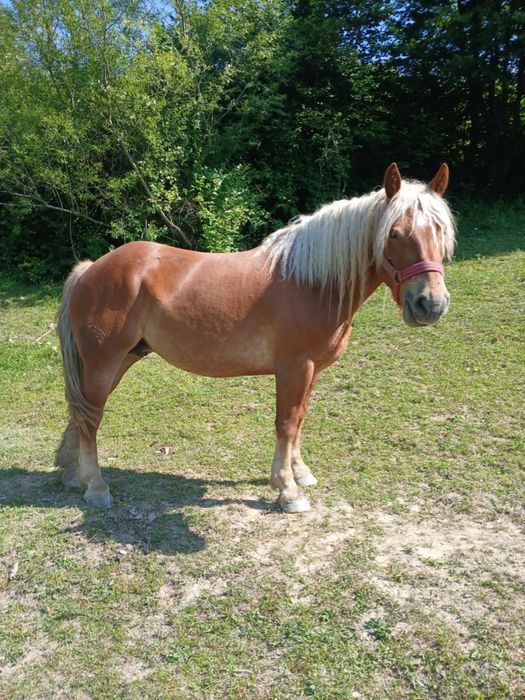 Iepe de vânzare 4 și 5 ani