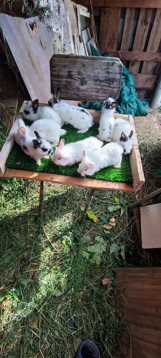 Iepuri rasa pitică cap de leu toy